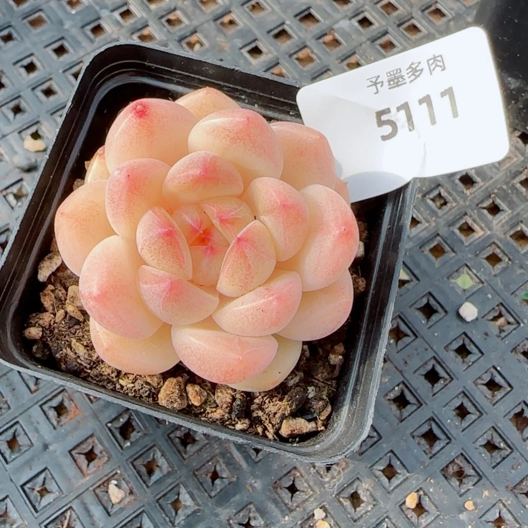 倾城珍妮，5111多肉植物