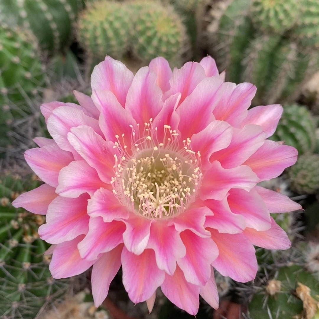 100号自根，4-5公分品种球