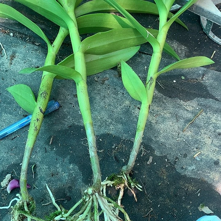 当前无花栽培后可以开花克拉3个前路苗