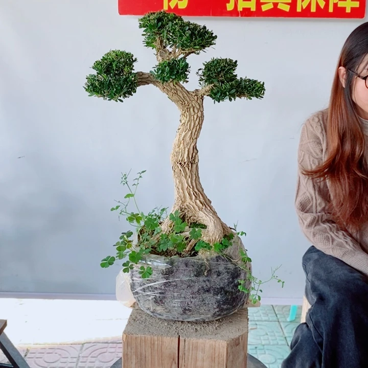 无花朵雄*广东黄杨