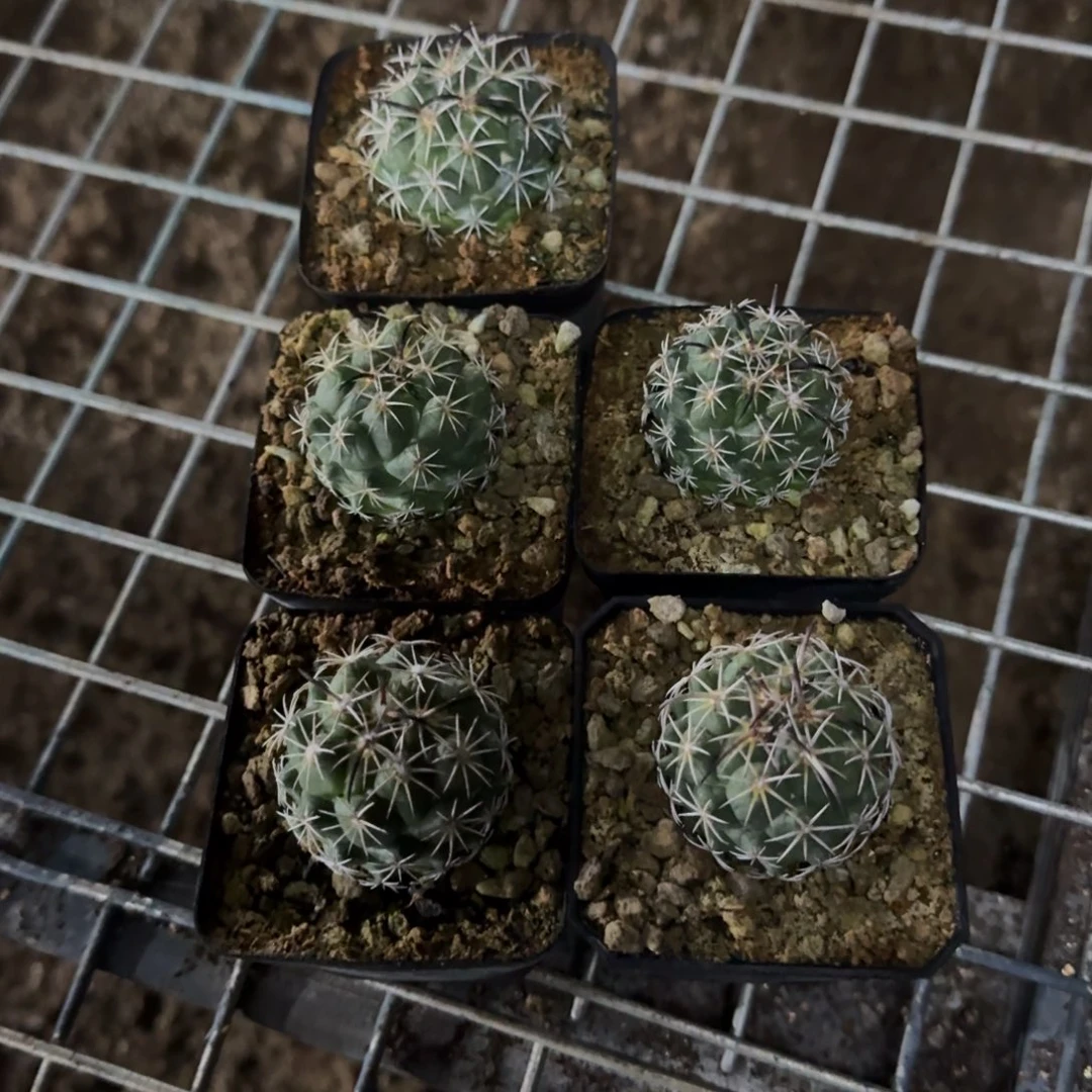钢钉仙人球实生多肉植物