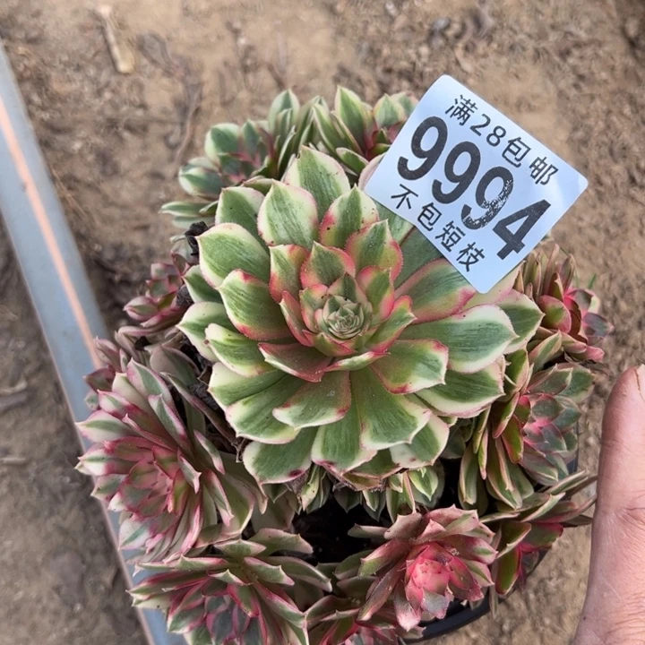 半糖荔枝多肉植物法师9994