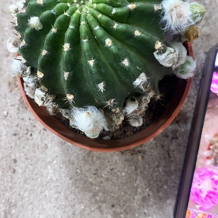 妖碟丽花，wtyiooo