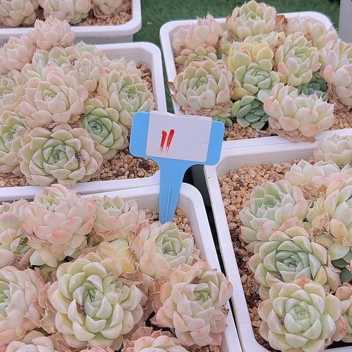 11粉月影一个脱土多肉