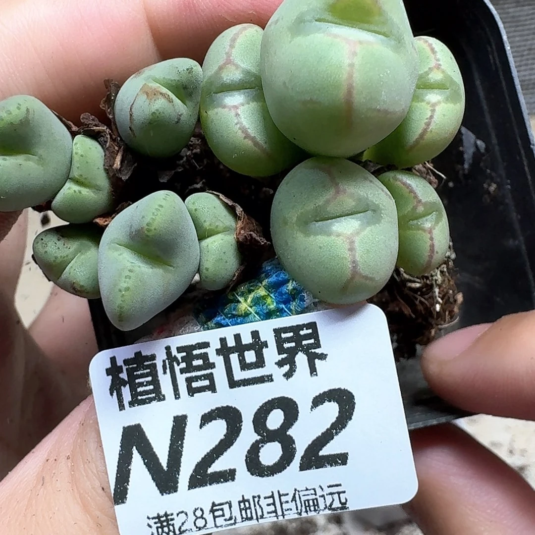 多肉植物的通知发发
