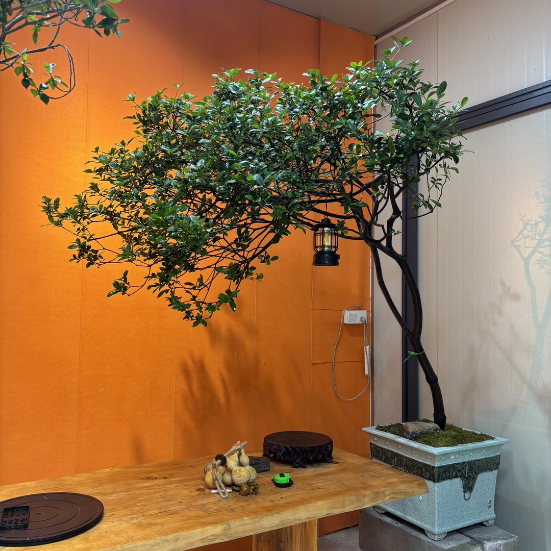 时光｜老桩海岛春花盆景造型禅意十足含盆带树整套
