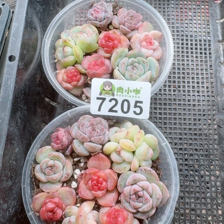 @*左多肉植物多肉植物