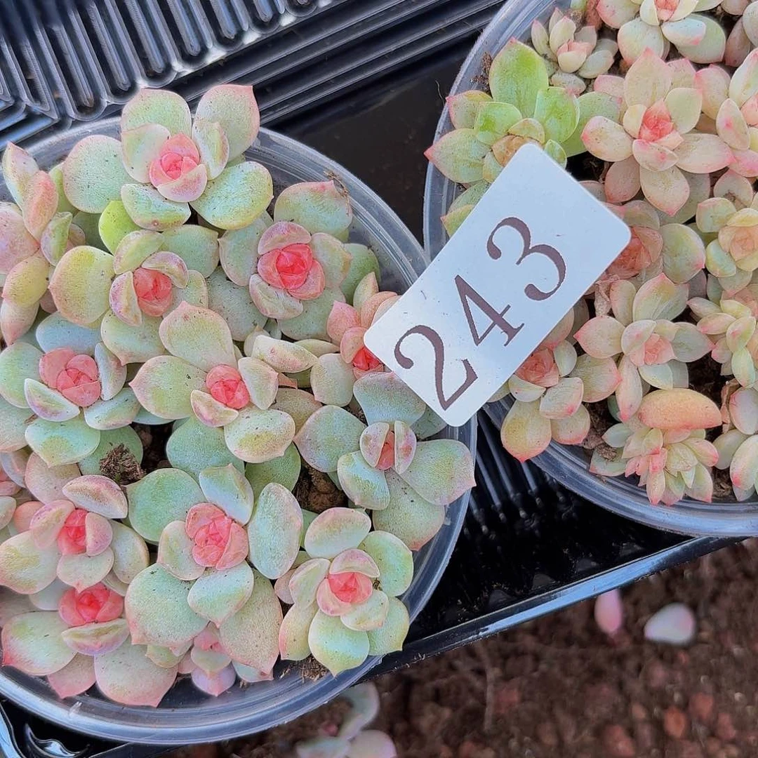 浅*多肉植物多肉植物243