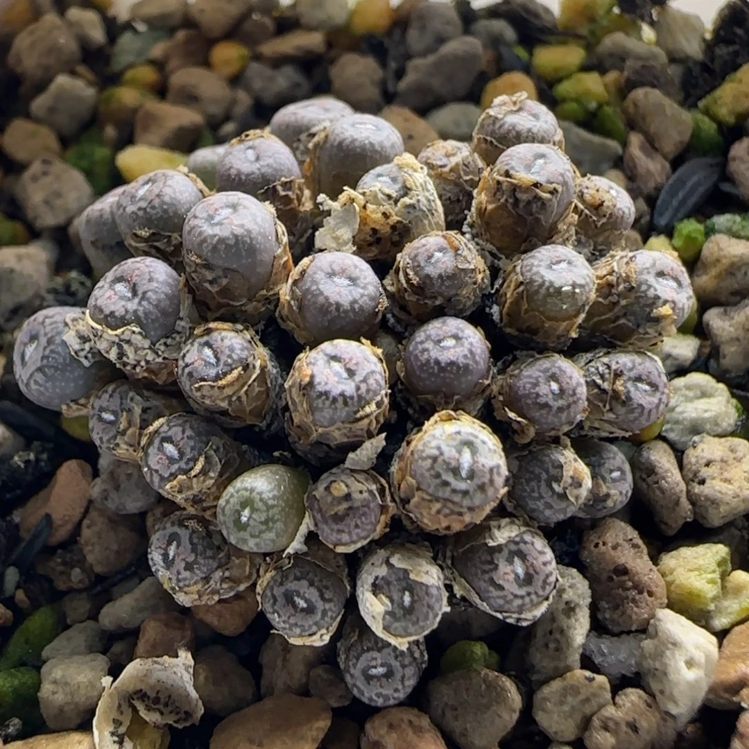 10-15-4-5当天38包邮30多头康菩提脱土