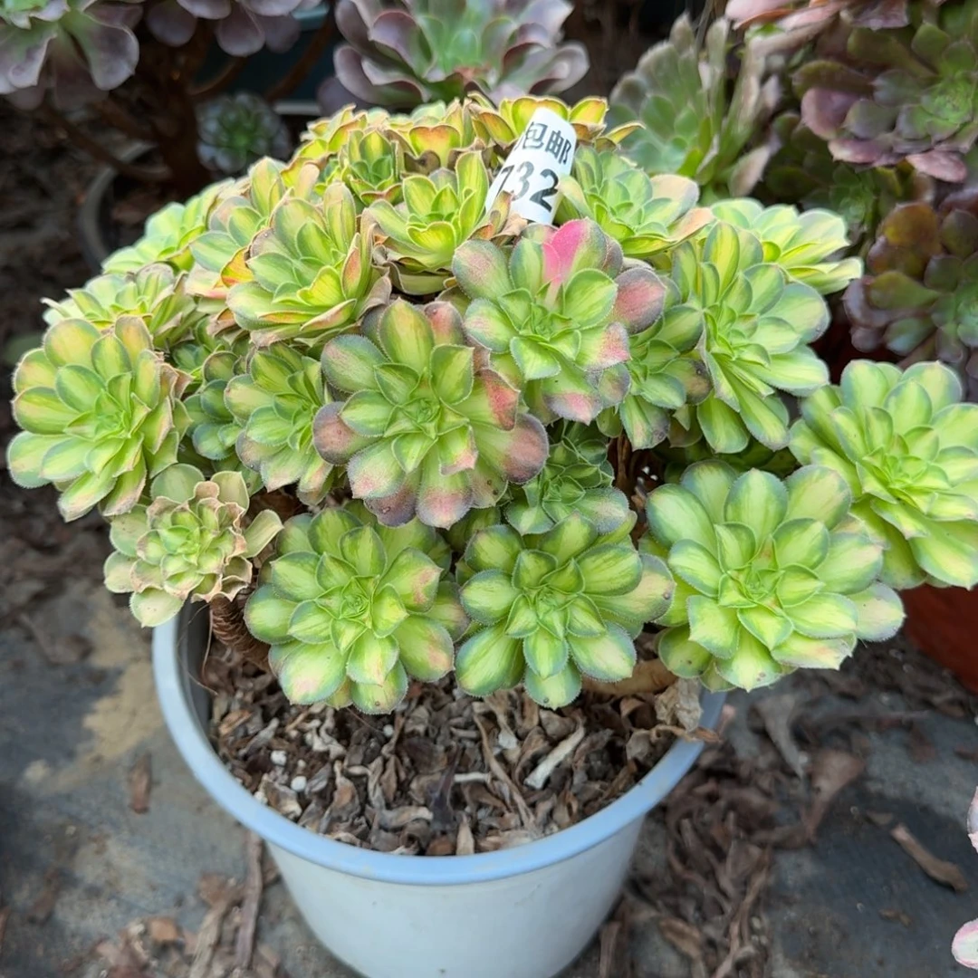 满20包邮，732韶华