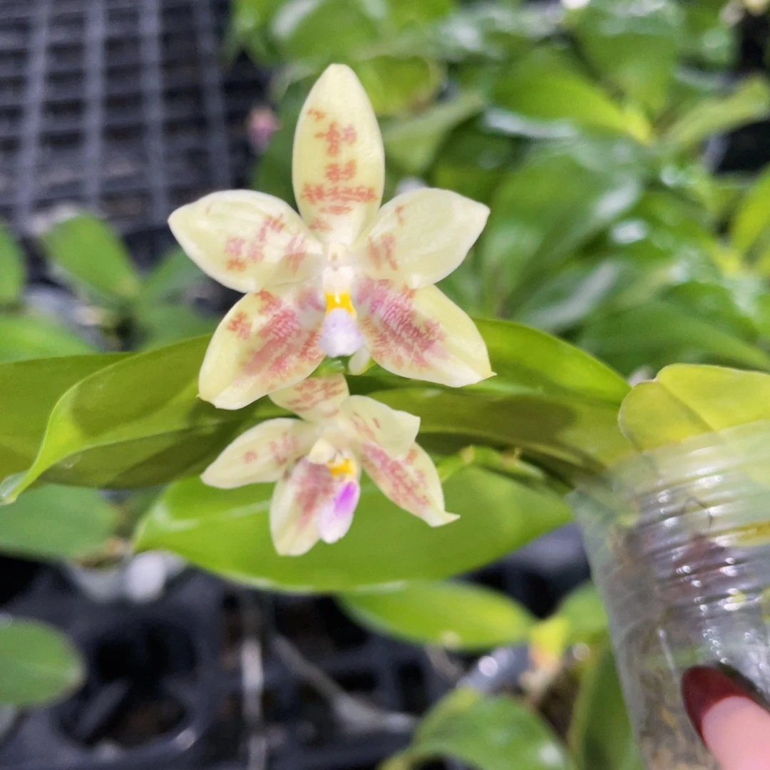 无花朵蝴蝶兰原生蘑菇盾