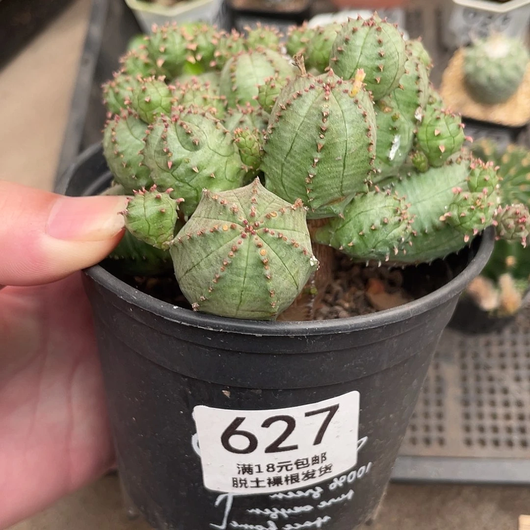 627子吹布纹球（满18包邮）