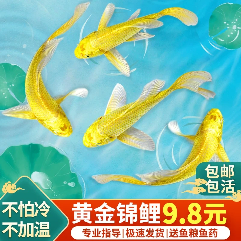 活体鱼观赏鱼蝴蝶锦鲤鱼金鱼黄金龙凤冷水鱼淡水鱼好养耐活风水鱼