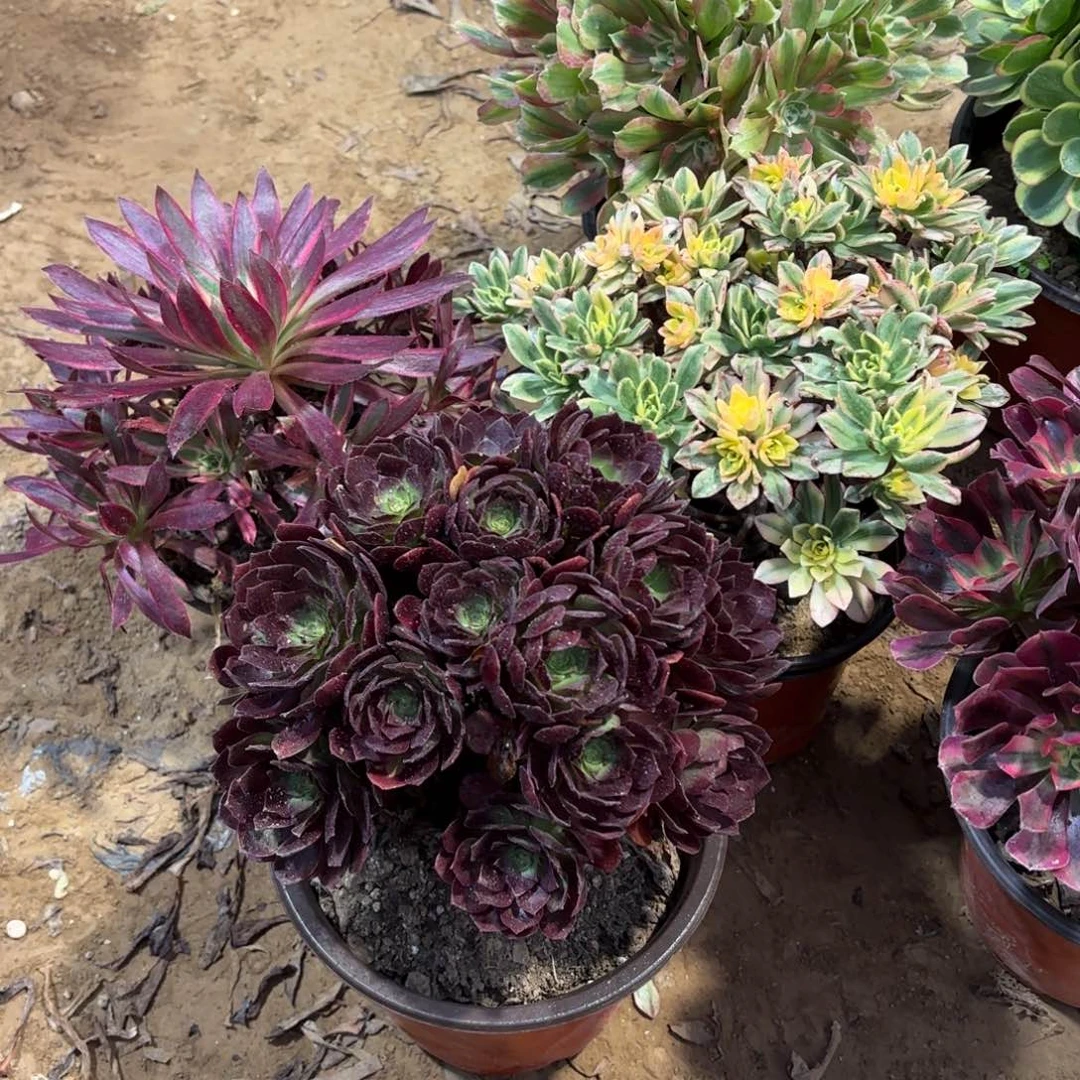 黑金玫瑰绣球9.9多肉植物