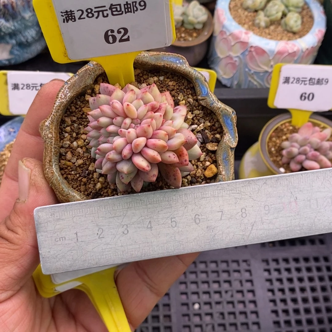 962龙头爱丽儿缀多肉植物……