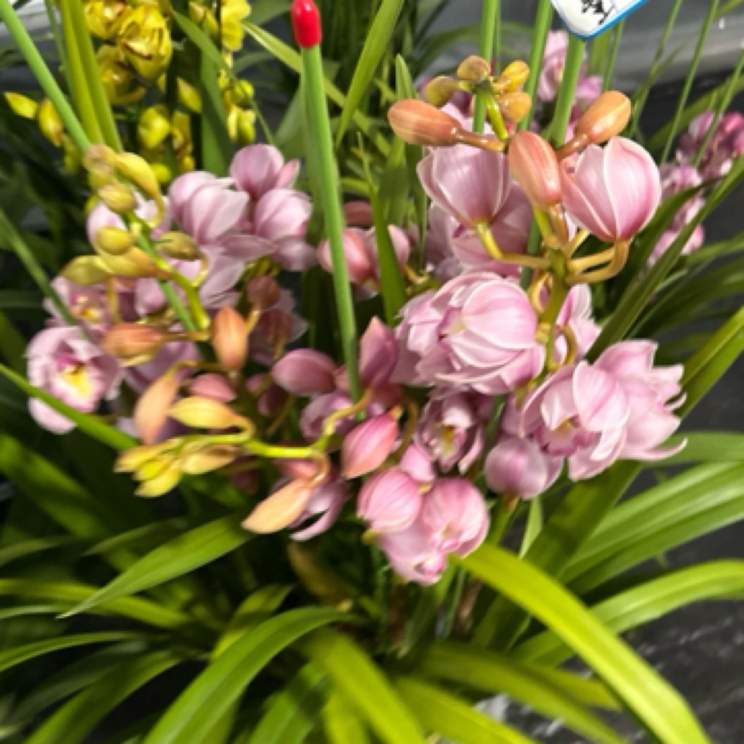 精品大花蕙兰粉色