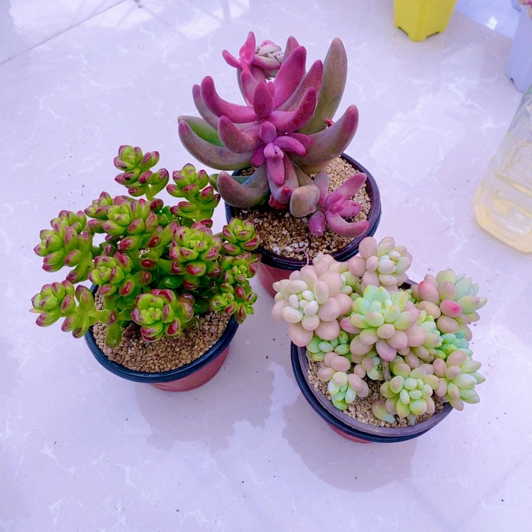 y多肉植物洛可可  丸叶松绿  红手指