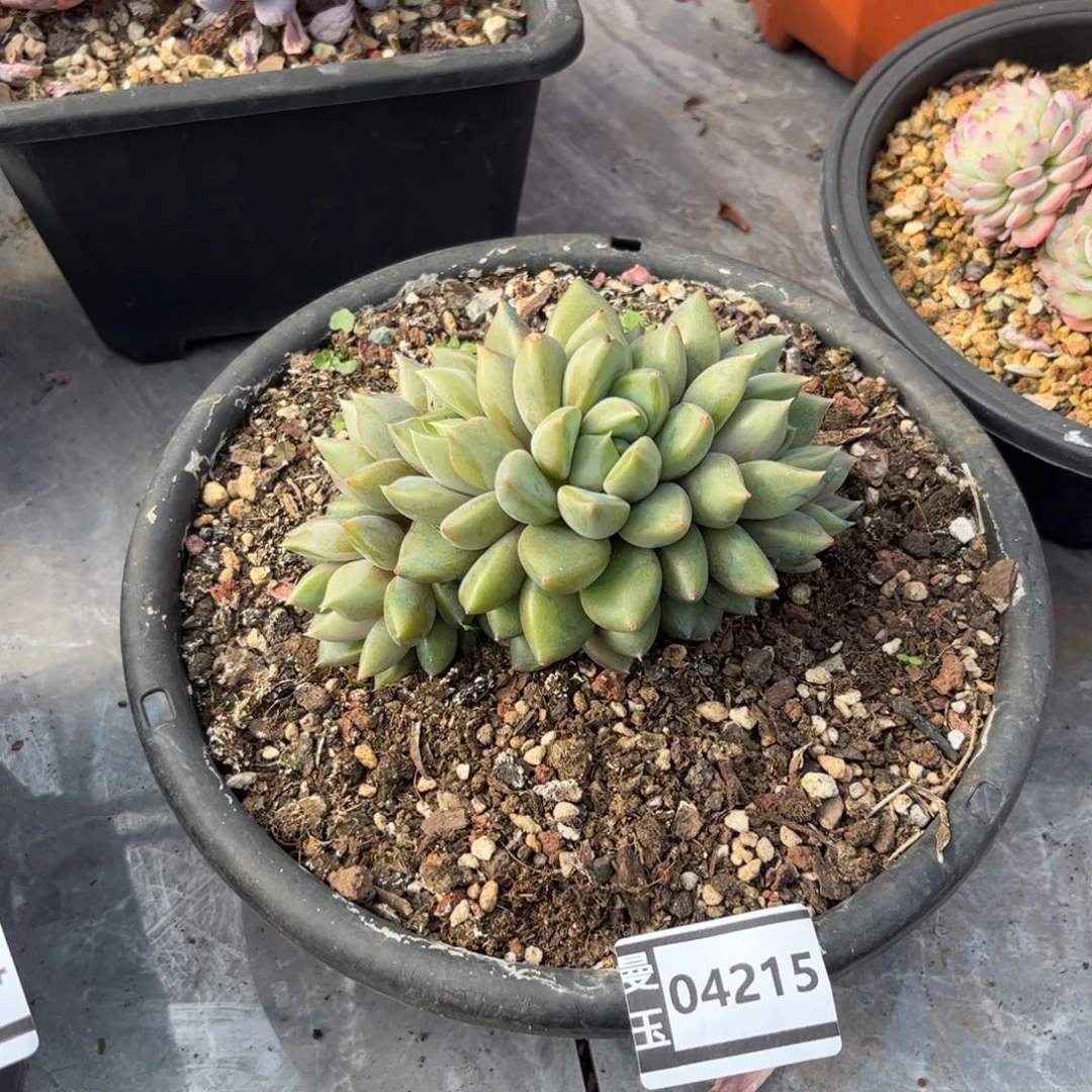 红象牙朵朵缀多肉植物04215