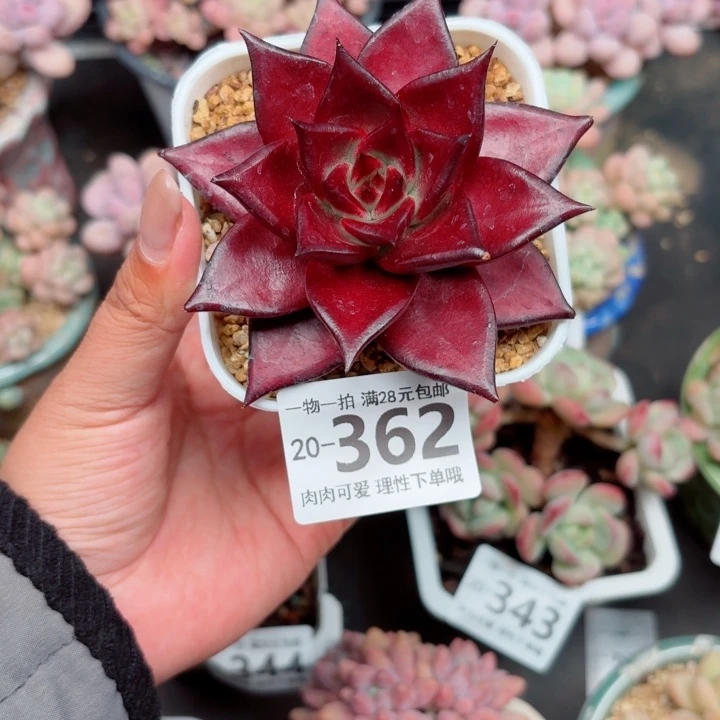 卡宴多肉无盆土发货