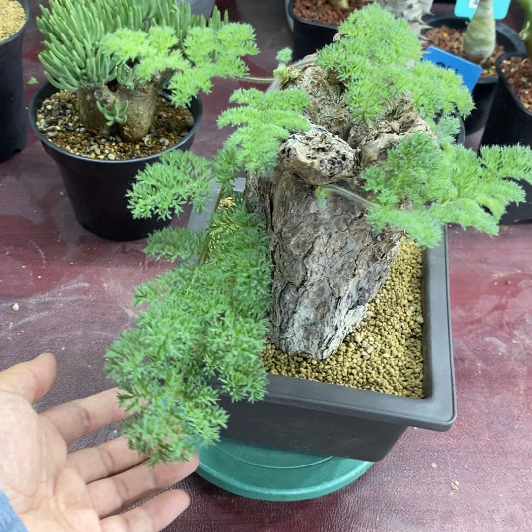 枯木杨奎多肉植物