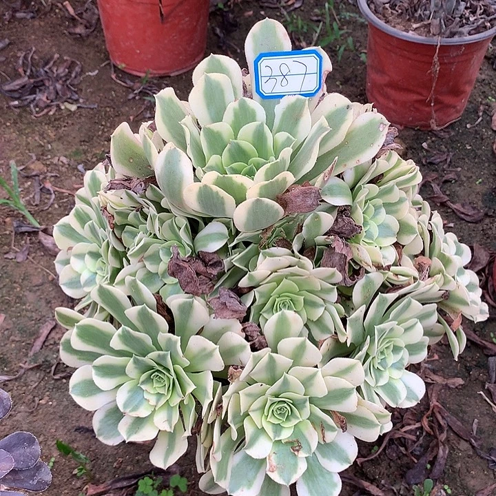 多肉植物迈巴赫387号
