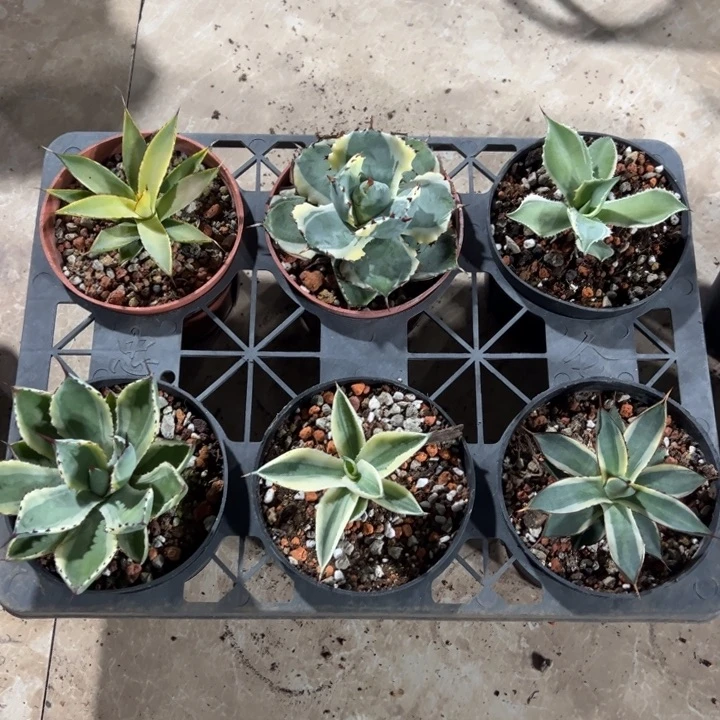 新手福利套餐龙舌兰锦6个一组