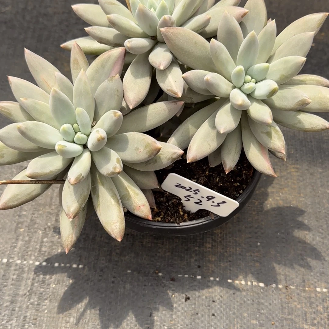 一物一拍哥特萝莉52