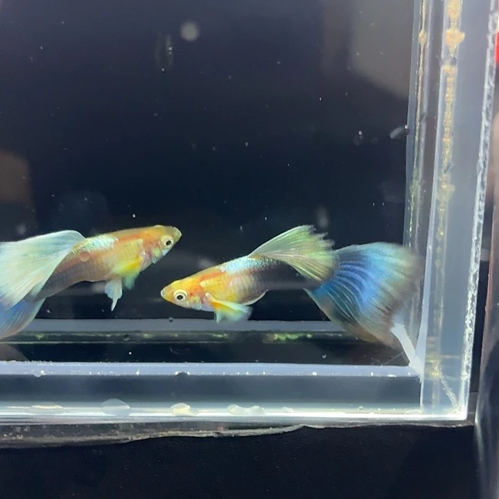 海水鱼黄化两对888