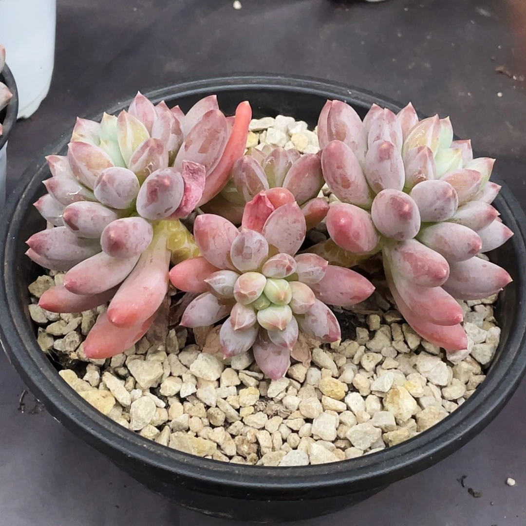 整桩无砍多头星月菩提一颗