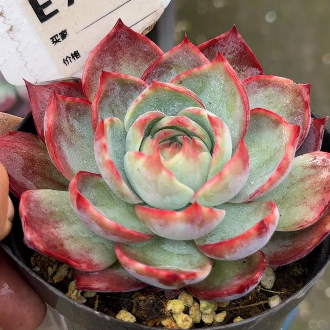 惊鸿一物一拍包装收缩花旱766