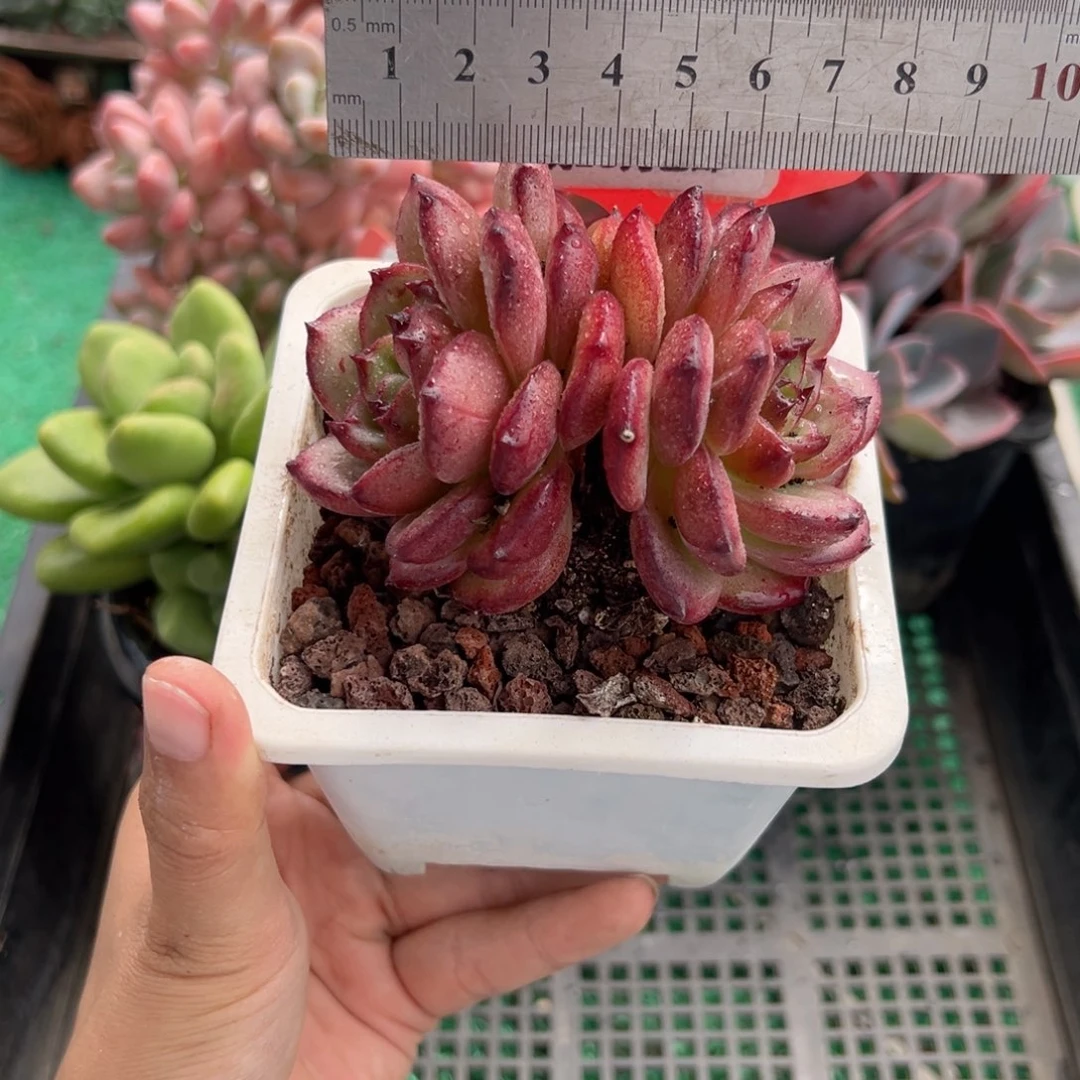 表妹精品多肉植物258.