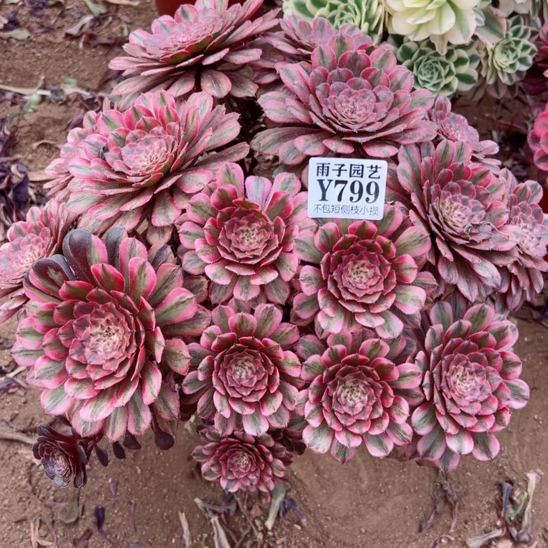 799粉霞尺寸35左右