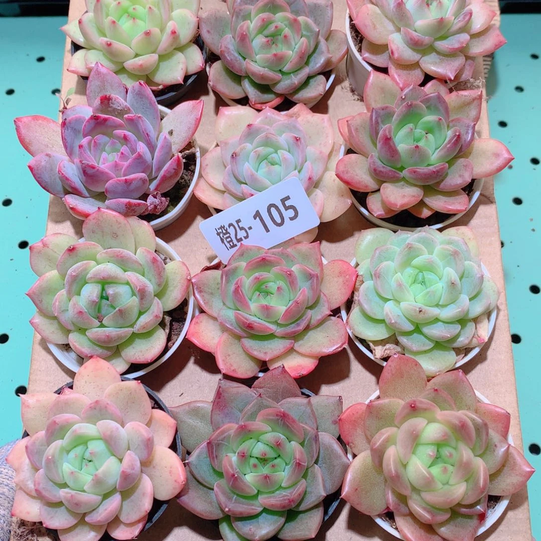 25-105一物一拍多肉带盆18颗