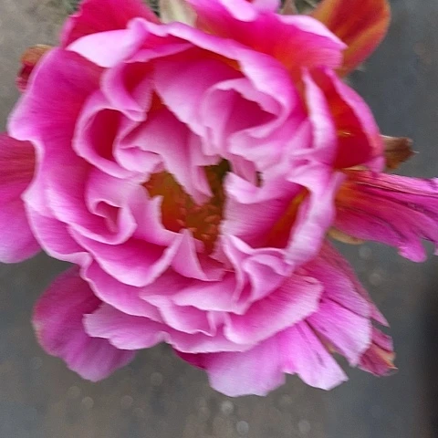 丘比特仙人球357889