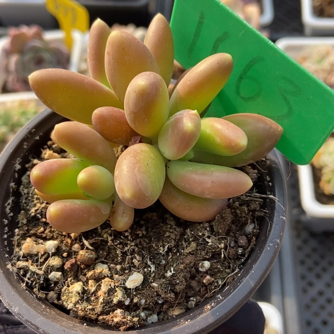 1663芒果美人多肉植物保护