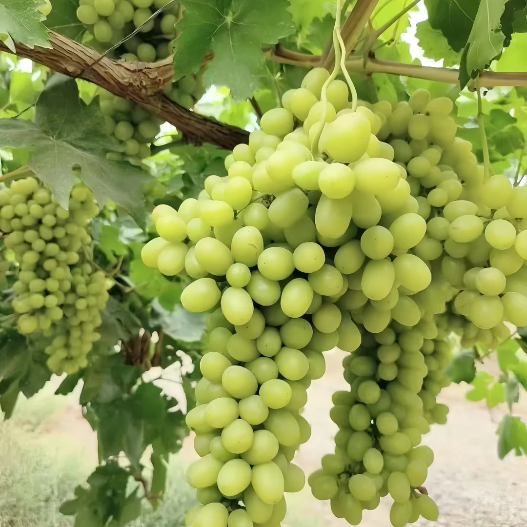 无籽青提  380g青提
