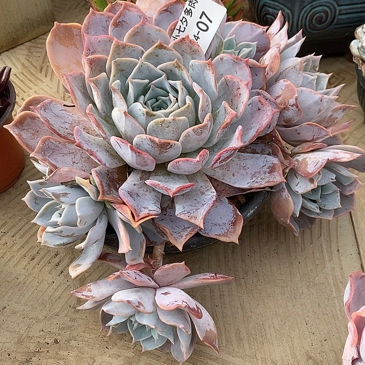 麦***麦小七夕多肉露西娜07