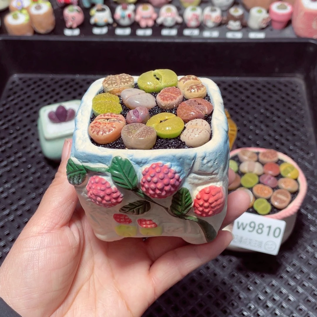 w9811 带盆土发货-零下地区拍保温箱