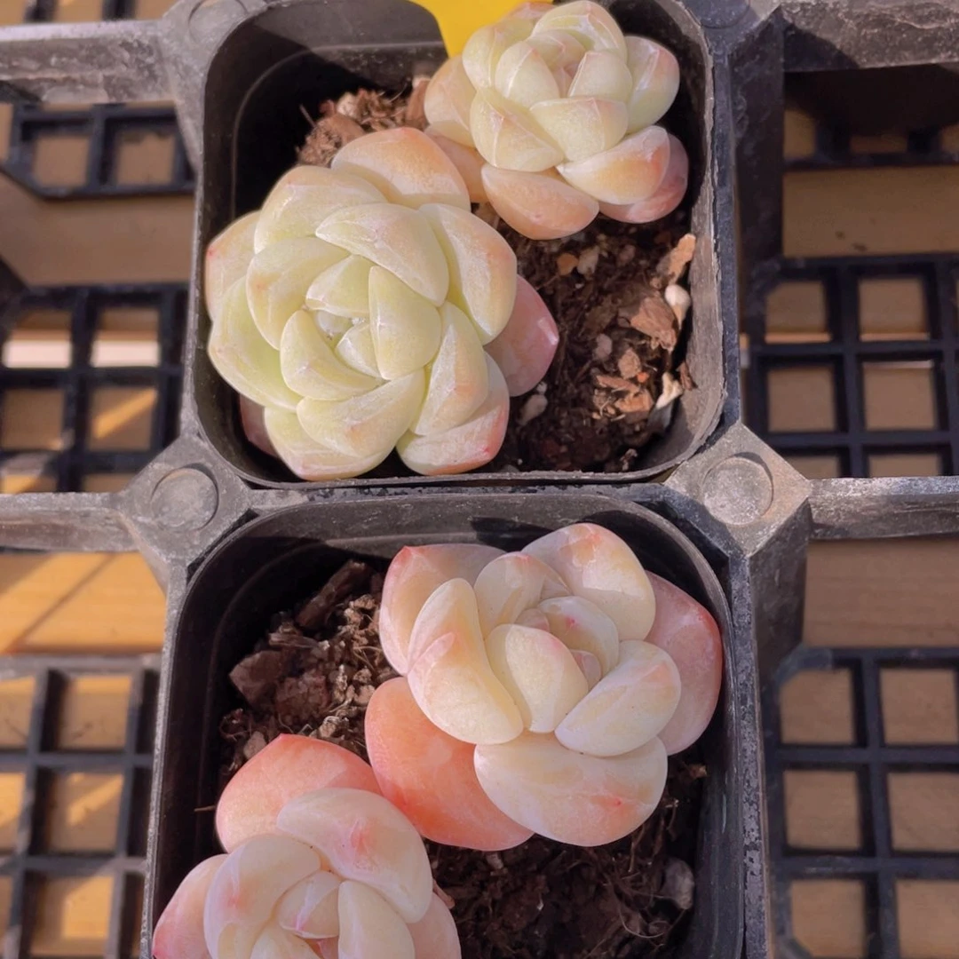 392号 糖心冰玉加飘枝大白兔