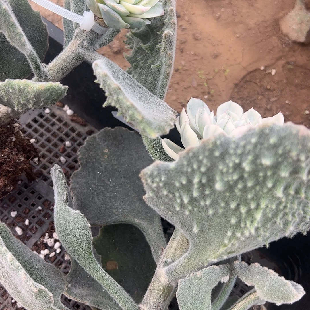 呵***哈多肉植物多肉植物