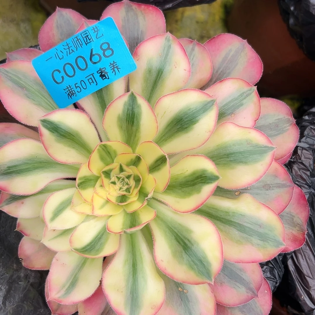 多肉植物0068爱丽丝