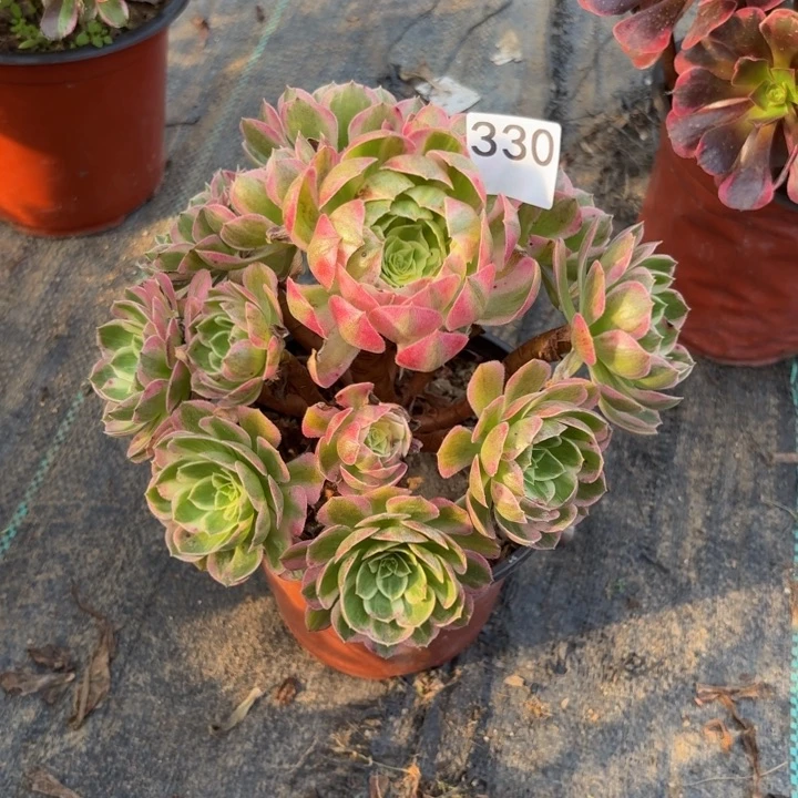 海王多肉植物不包损330小棵