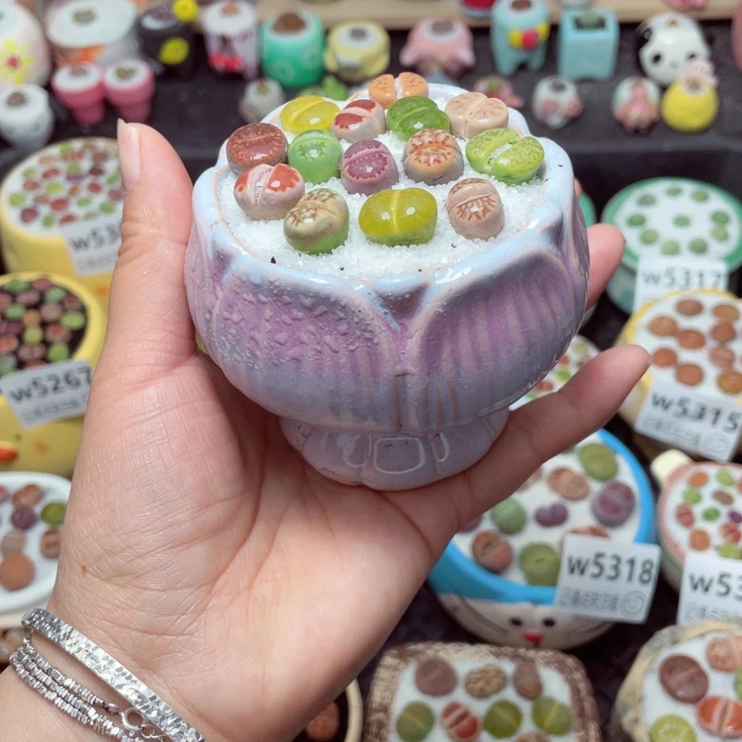 w5325 带盆土发货-零下地区拍保温箱