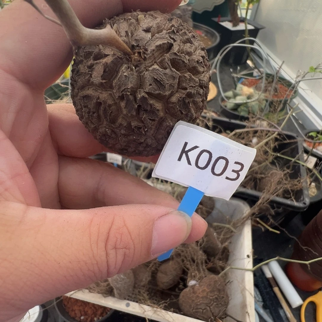 多肉植物专拍 一物一拍 南非龟甲龙003