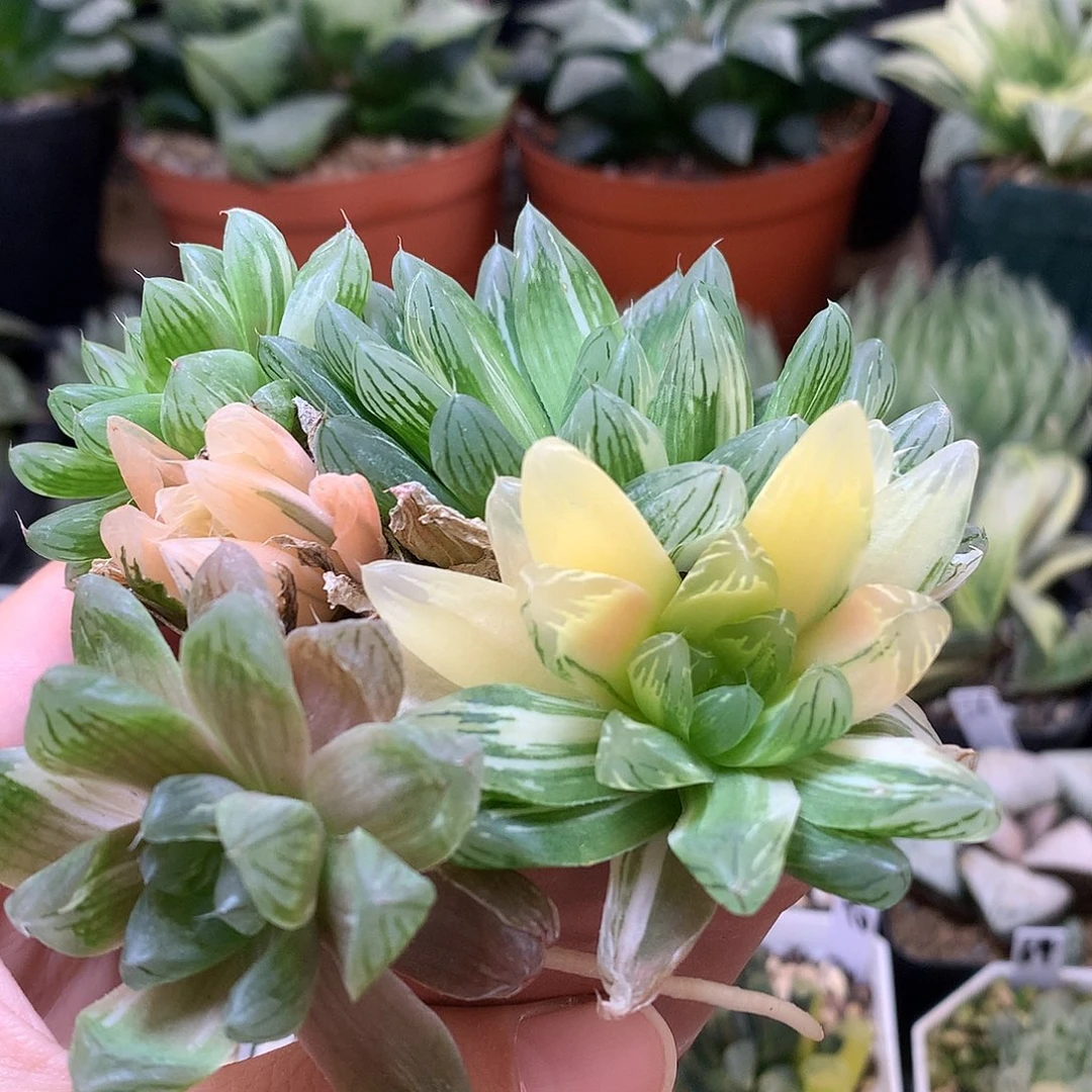 花火玉露锦大很土lolow