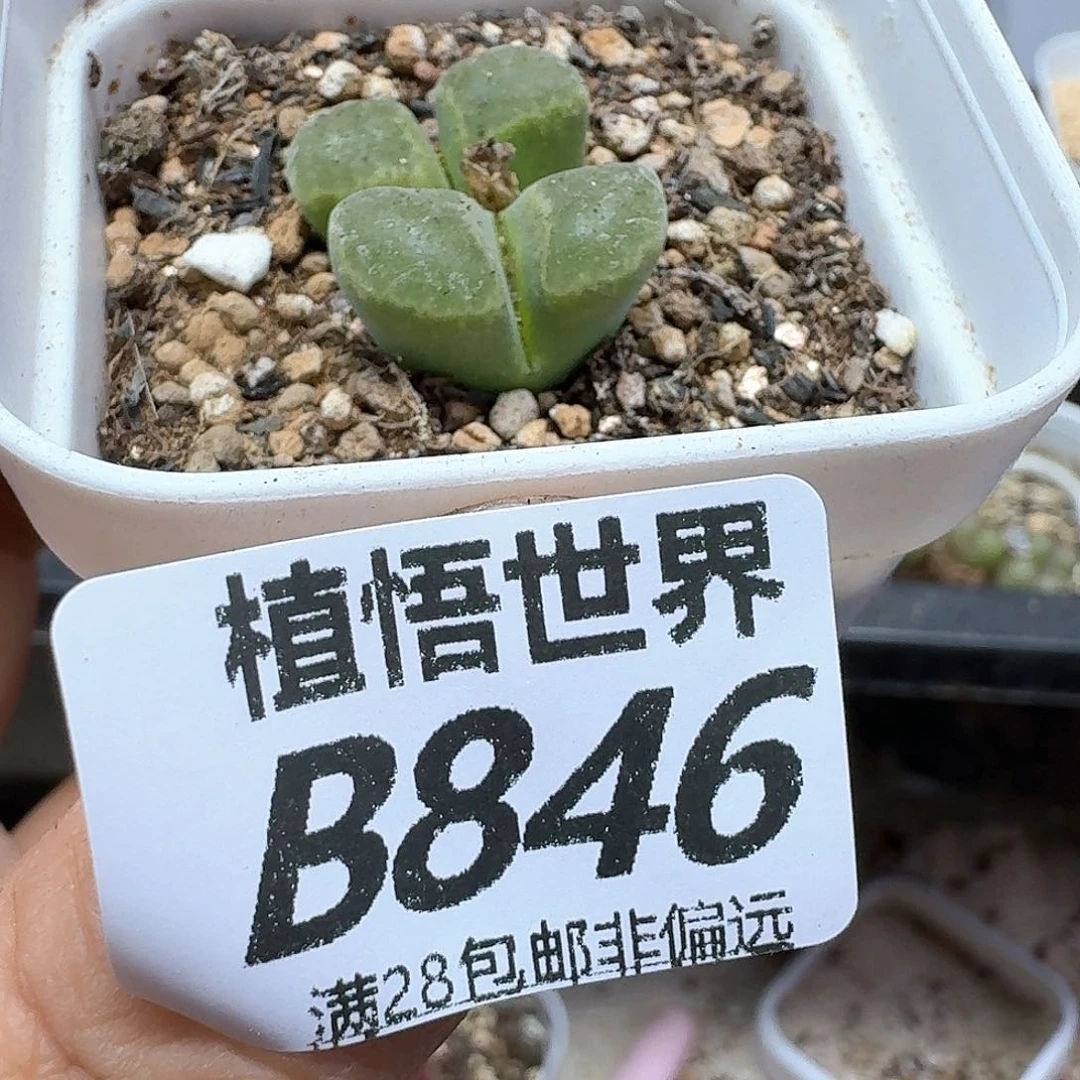 ．多肉植物的润泽额c