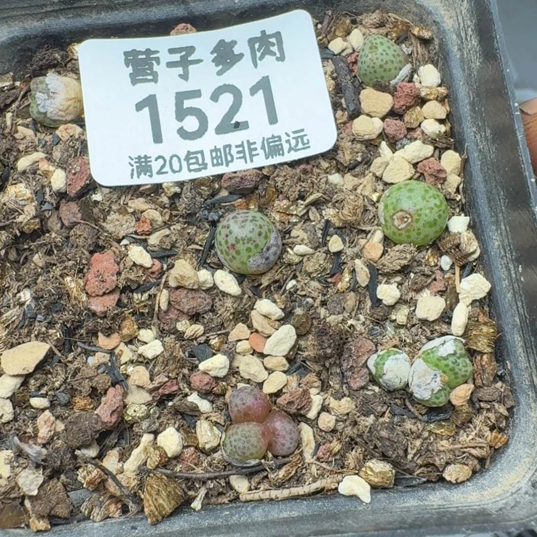 龙猫斑马带盆土。