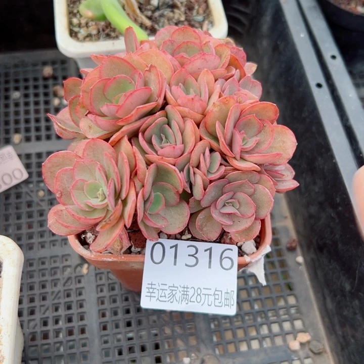 幸运儿是一位非常优秀且