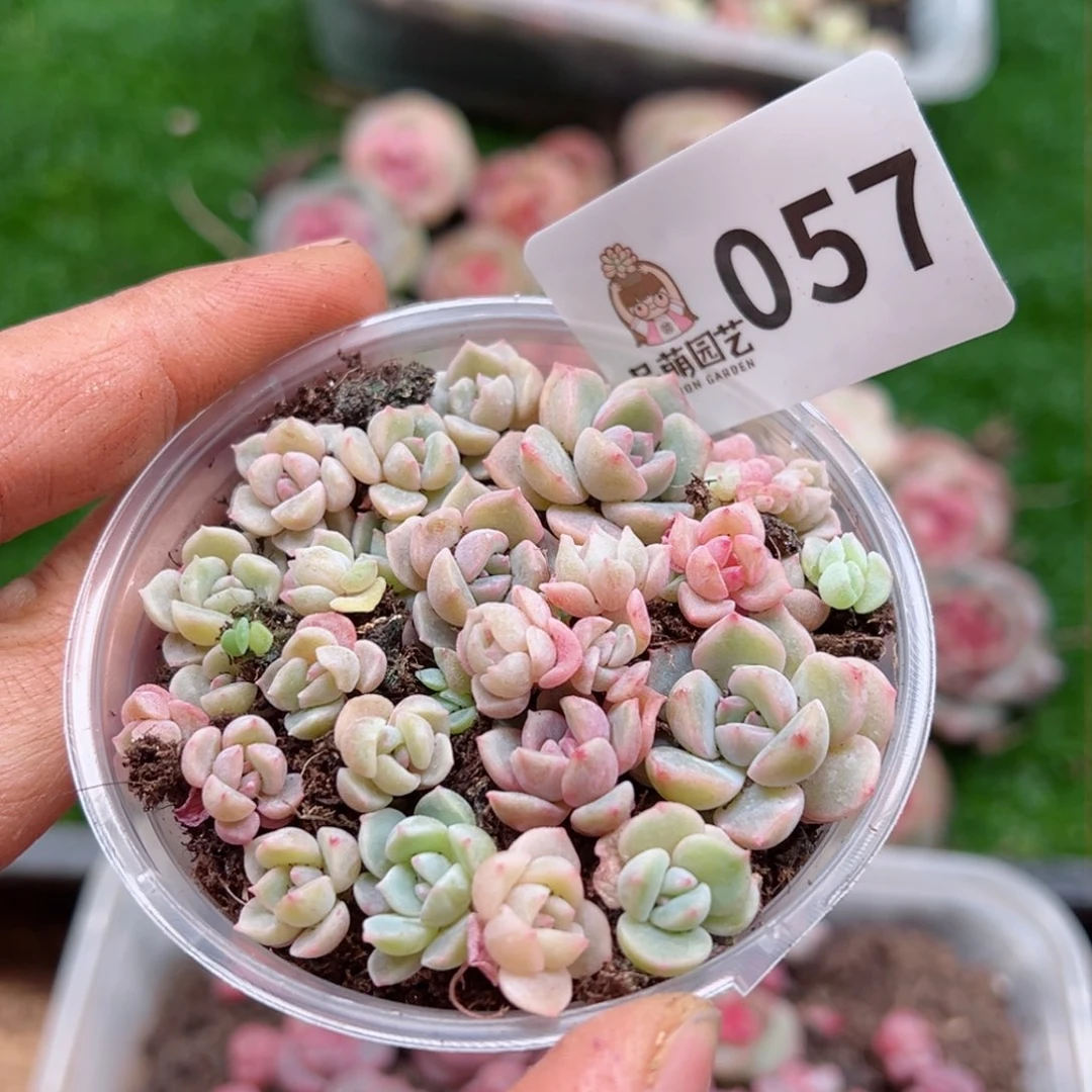 多肉植物多肉植物