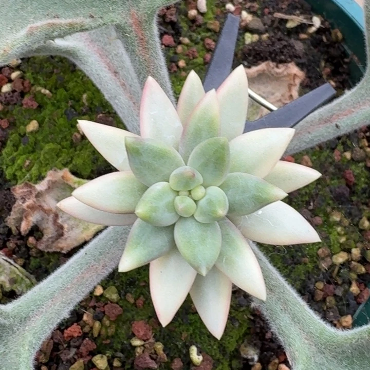 蜜桃波波一物一拍